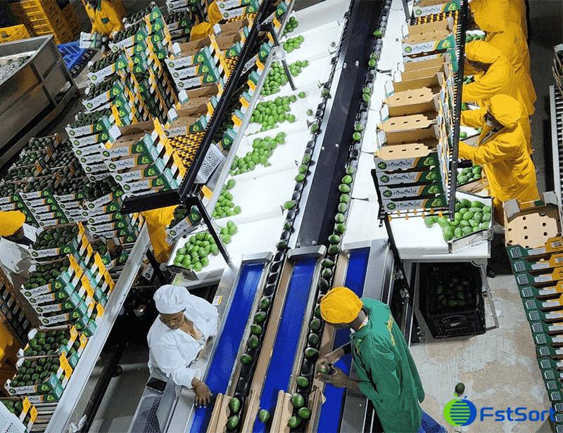 images/1748596239819máquina de clasificación de aguacate.png